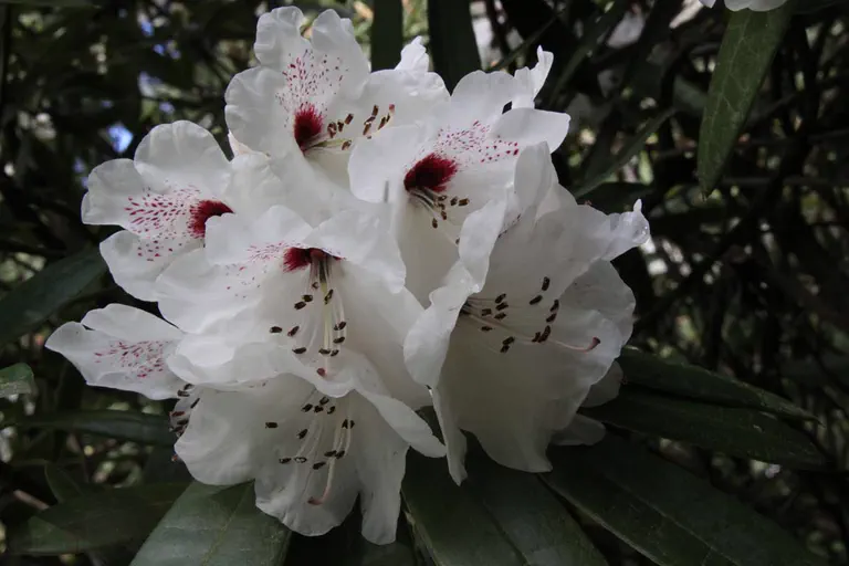 Photo of R. 'Glades' Dark Eyes', Rhododendron Hybrid