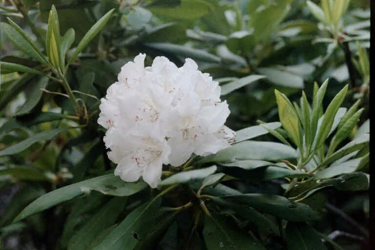 Photo of R. macrophyllum 'Vulcan Lake White', Rhododendron Species Selection