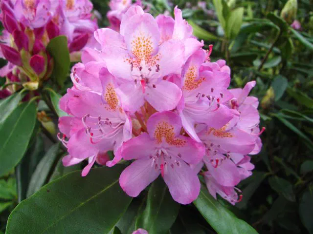 Photo of R. 'Sweet Simplicity', Rhododendron Hybrid