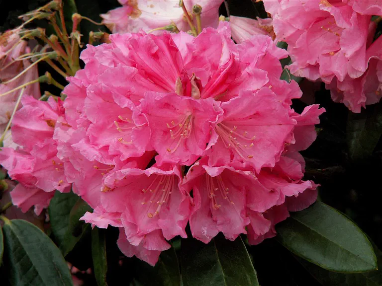 Photo of R. 'College Pink', Rhododendron Hybrid