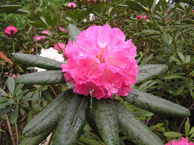 Photo of R. 'Swen', Rhododendron Hybrid