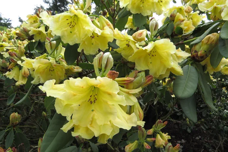Photo of R. 'Kranengold', Rhododendron Hybrid