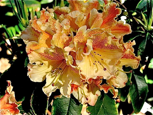Photo of R. 'Pecos Dawn', Rhododendron Hybrid