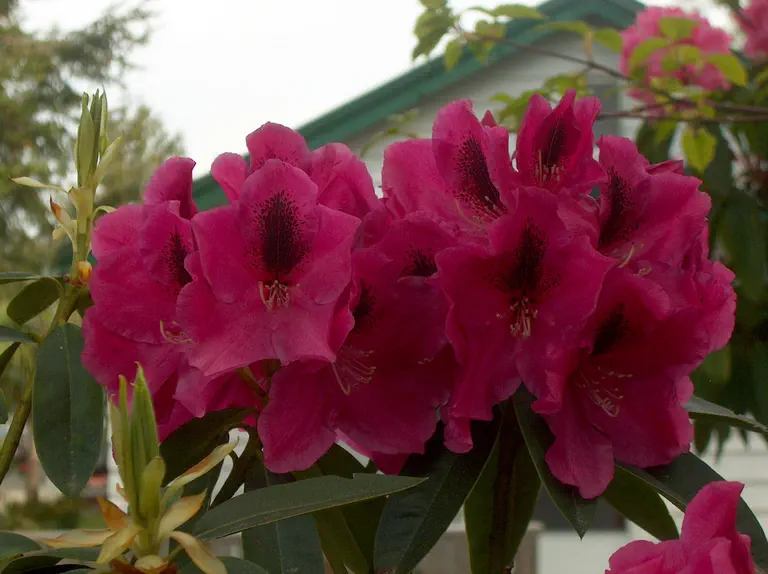 Photo of R. 'Cathy Jo', Rhododendron Hybrid
