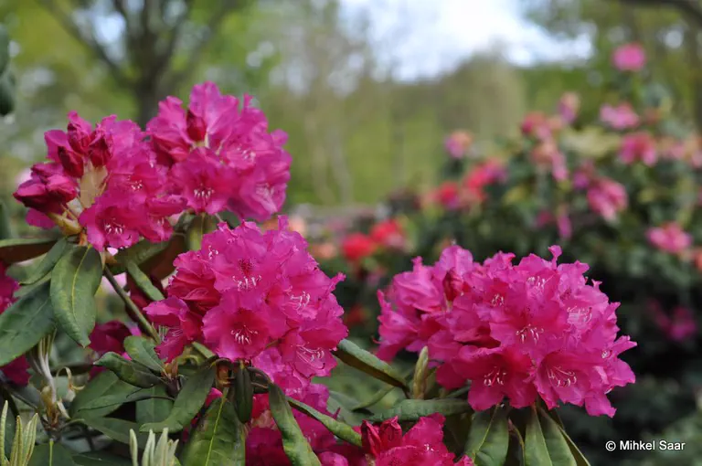 Photo of R. 'Aurora', Rhododendron Hybrid