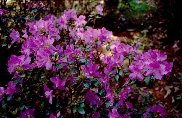 Photo of R. 'Abeille', Rhododendron Hybrid