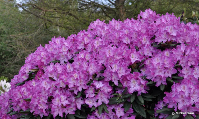 Photo of R. 'Wolga', Rhododendron Hybrid