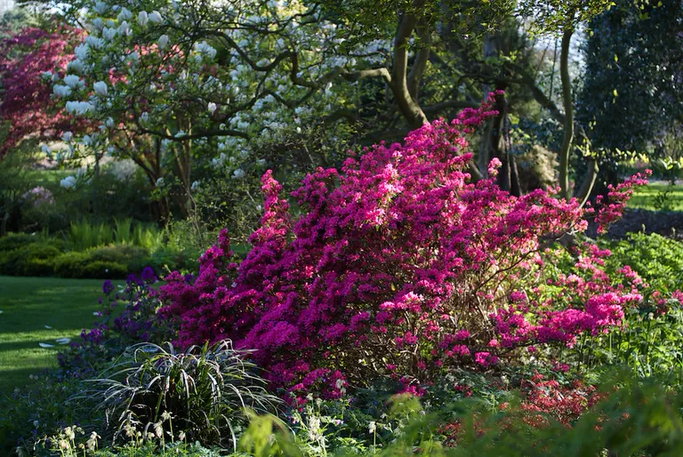 Photo of R. 'Sylvester', Rhododendron Hybrid