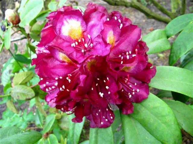 Photo of R. 'Frank Galsworthy', Rhododendron Hybrid