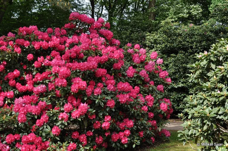 Photo of R. 'Hollandia', Rhododendron Hybrid