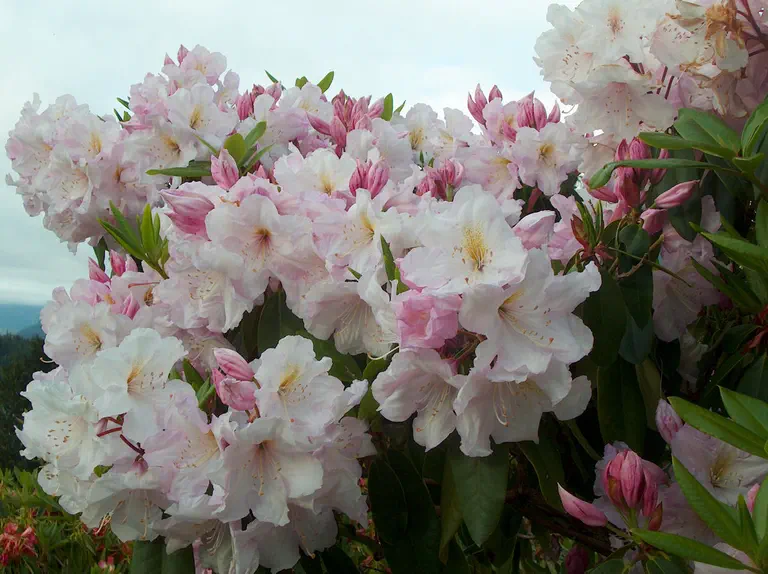 Photo of R. 'C.B van Nes', Rhododendron Hybrid