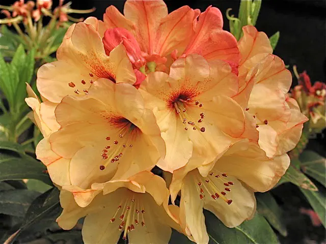 Photo of R. 'Trina', Rhododendron Hybrid