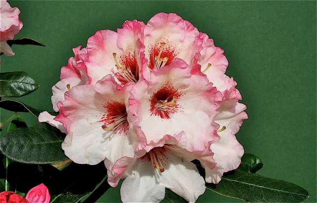 Photo of R. 'Kera', Rhododendron Hybrid