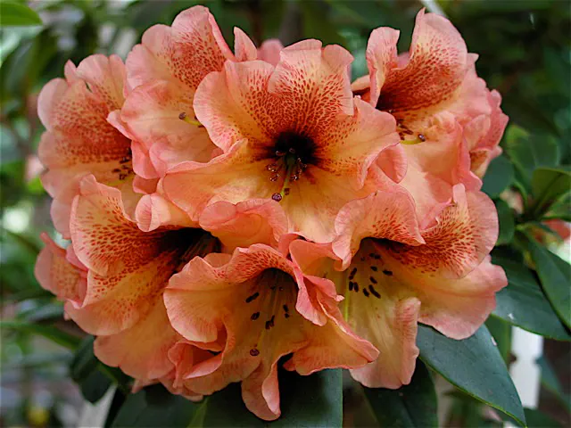 Photo of R. 'Coral Blossom', Rhododendron Hybrid