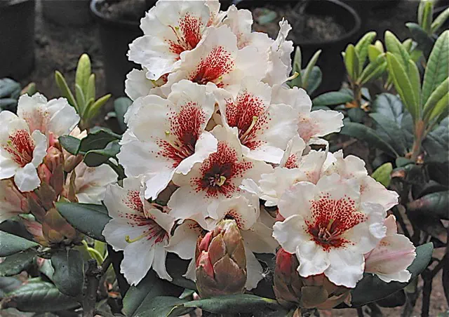 Photo of R. 'Maverick', Rhododendron Hybrid