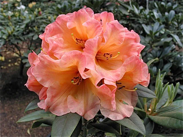 Photo of R. 'Amber Sun', Rhododendron Hybrid