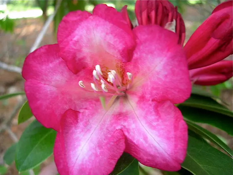 Photo of R. 'Cowles Pinwheel', Rhododendron Hybrid