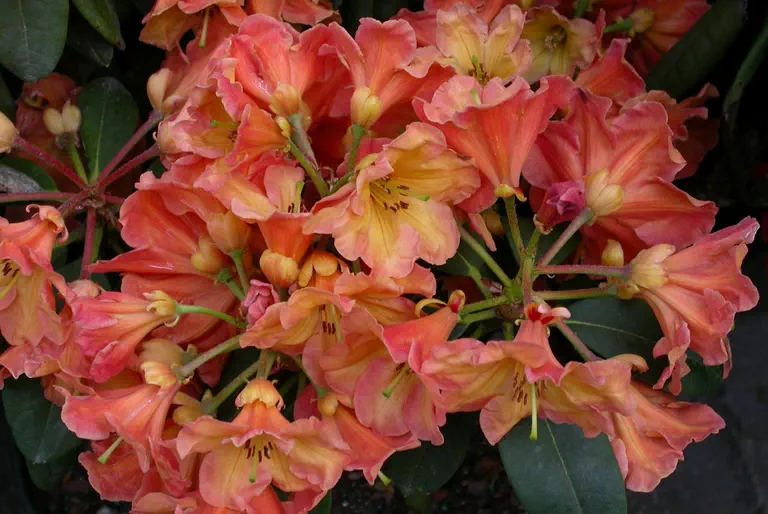 Photo of R. 'Duane Johnson', Rhododendron Hybrid