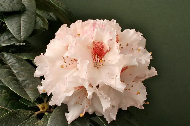 Photo of R. 'Ice Prism', Rhododendron Hybrid