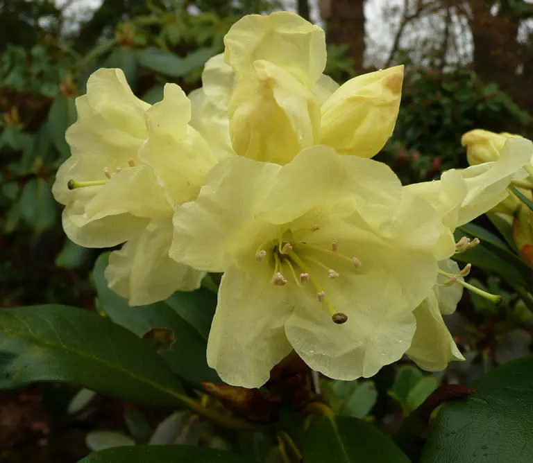 Photo of R. 'Nancy Steele', Rhododendron Hybrid