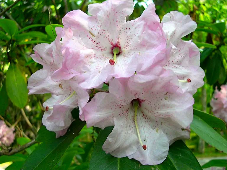 Photo of R. 'Rhody Gus', Rhododendron Hybrid