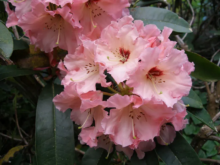 Photo of R. 'Tahitian Dawn', Rhododendron Hybrid