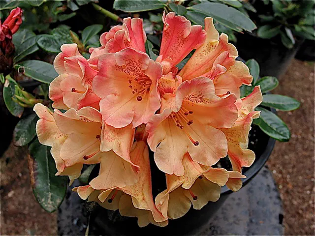 Photo of R. 'Tisa', Rhododendron Hybrid
