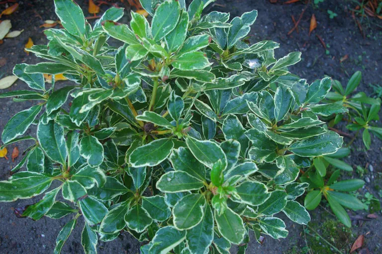 Photo of R. 'Variegated Unique', Rhododendron Hybrid