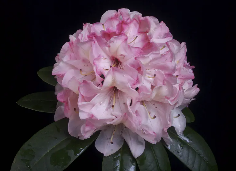 Photo of R. 'Diana Marguerite', Rhododendron Hybrid