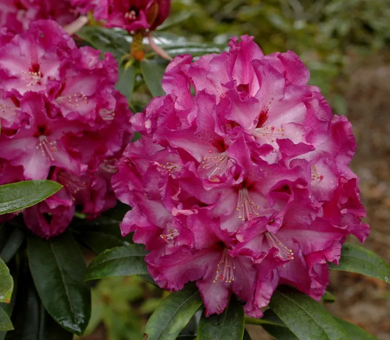 Photo of R. 'Magenta Medley', Rhododendron Hybrid