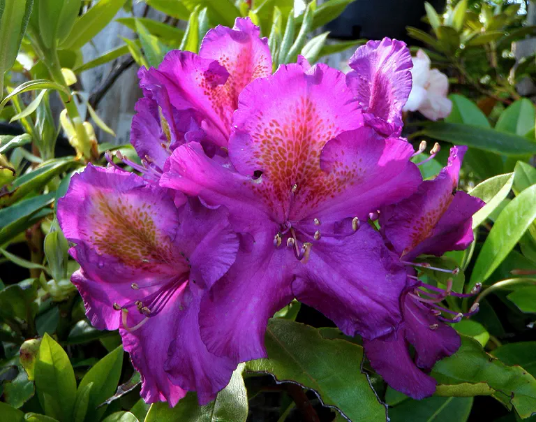 Photo of R. 'Tamarindos', Rhododendron Hybrid