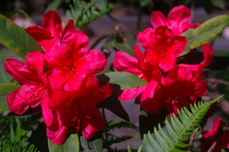 Photo of R. 'Jezebel', Rhododendron Hybrid