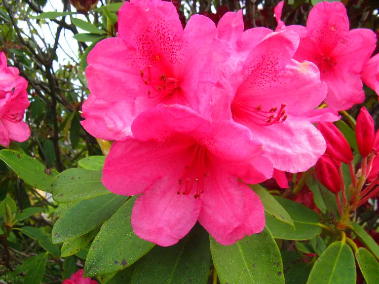 Photo of R. 'Fiona Christie', Rhododendron Hybrid