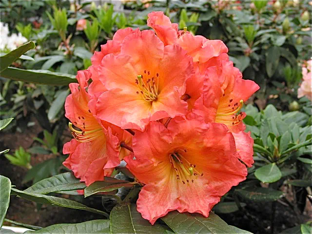 Photo of R. 'Orange Prelude', Rhododendron Hybrid