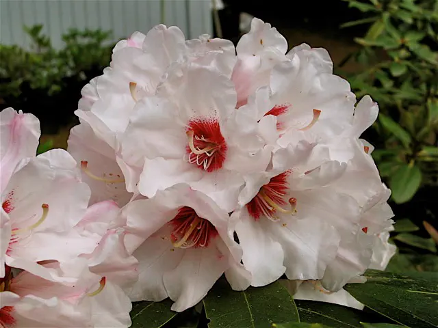 Photo of R. 'Marissa', Rhododendron Hybrid