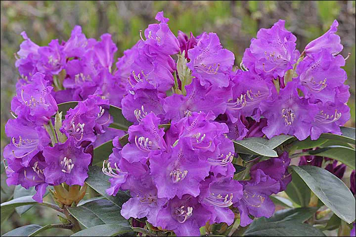 Photo of R. 'True Blue', Rhododendron Hybrid