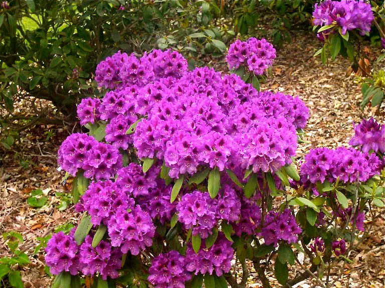 Photo of R. 'Tapestry', Rhododendron Hybrid