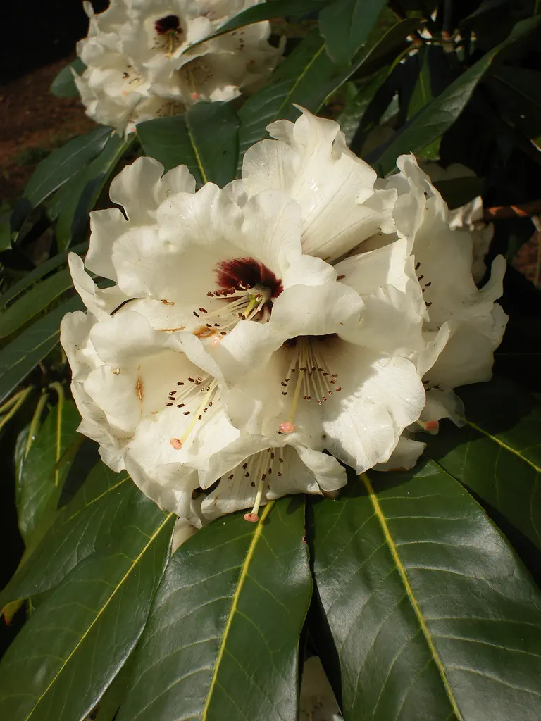 Photo of R. 'Chief Sealth', Rhododendron Hybrid