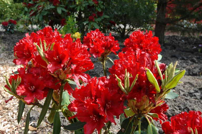 Photo of R. 'Taragona', Rhododendron Hybrid