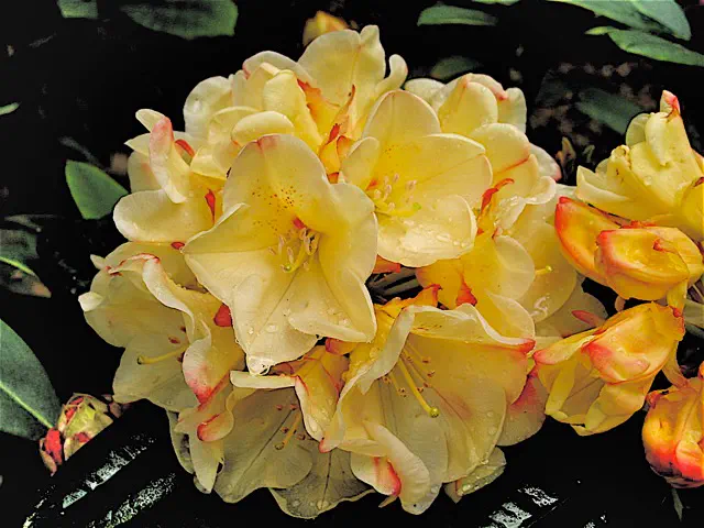 Photo of R. 'Sun Song', Rhododendron Hybrid