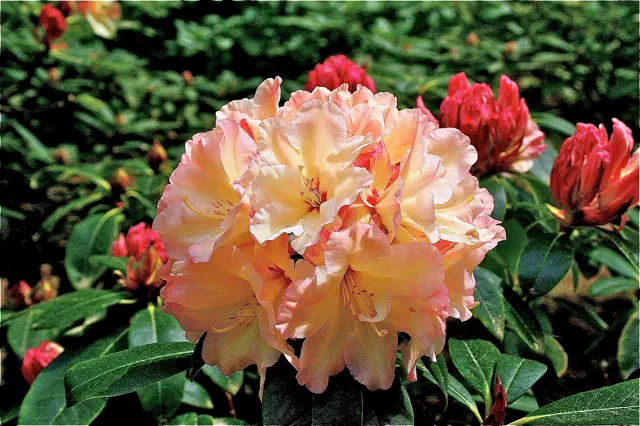 Photo of R. 'Honey Mist', Rhododendron Hybrid