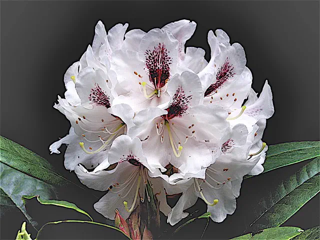 Photo of R. 'North Wind', Rhododendron Hybrid