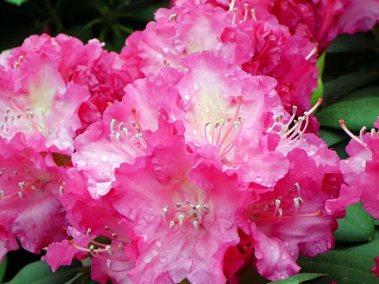 Photo of R. 'Tatjana', Rhododendron Hybrid