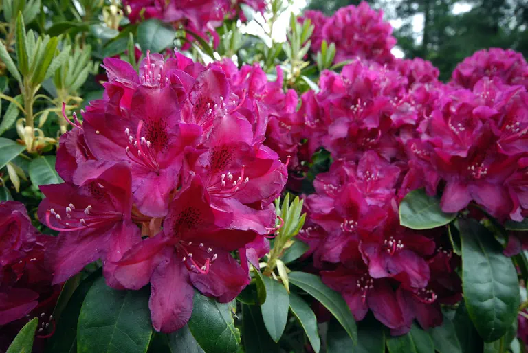 Photo of R. 'Roland', Rhododendron Hybrid