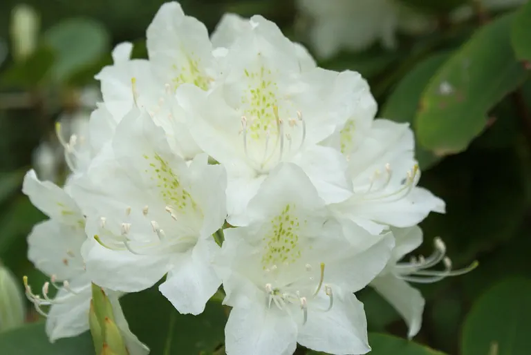 Photo of R. catawbiense 'Ken's Find', Rhododendron Species Selection