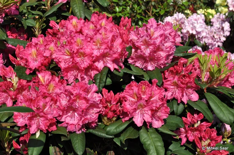 Photo of R. 'Kirsten Begeer', Rhododendron Hybrid