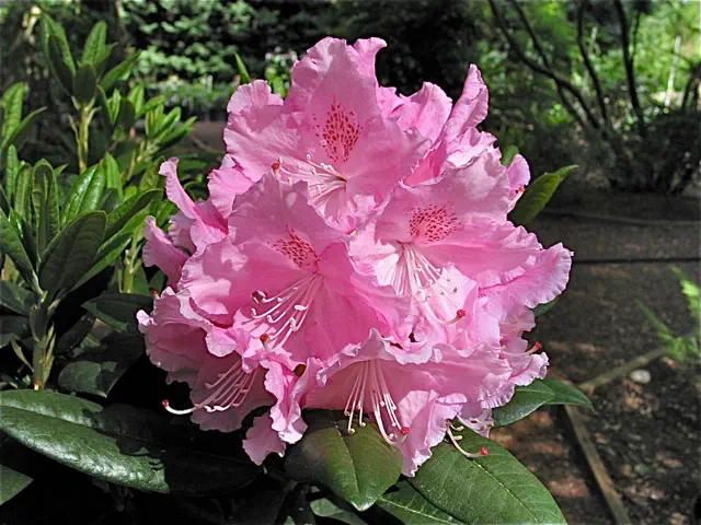 Photo of R. 'Maris', Rhododendron Hybrid