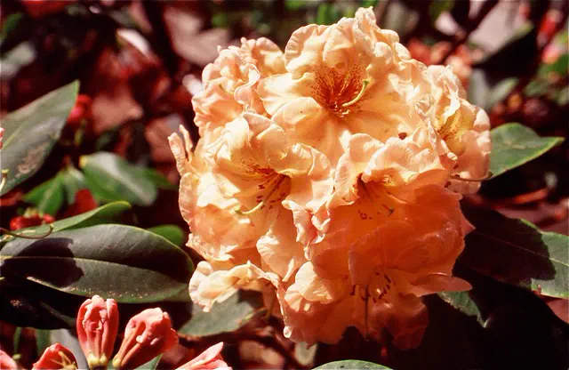 Photo of R. 'Summer Peach', Rhododendron Hybrid