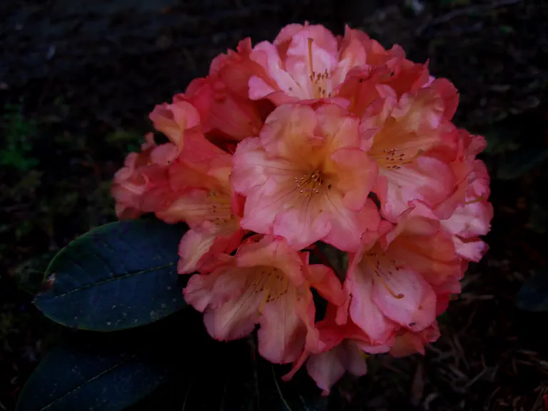 Photo of R. 'Lofthouse's Legacy', Rhododendron Hybrid