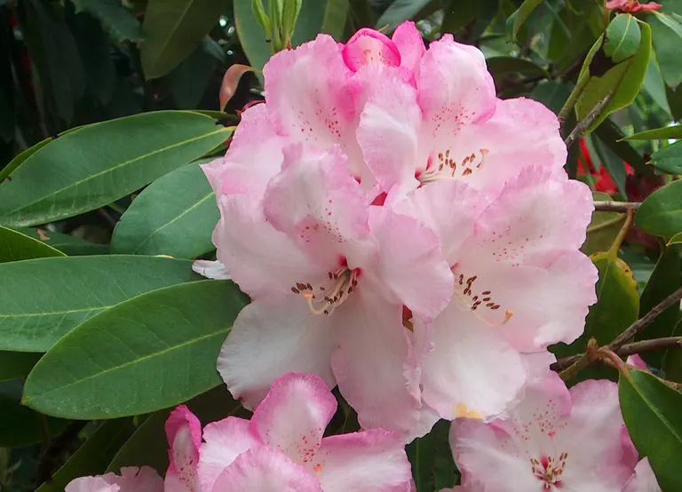 Photo of R. 'Diane Titcomb', Rhododendron Hybrid